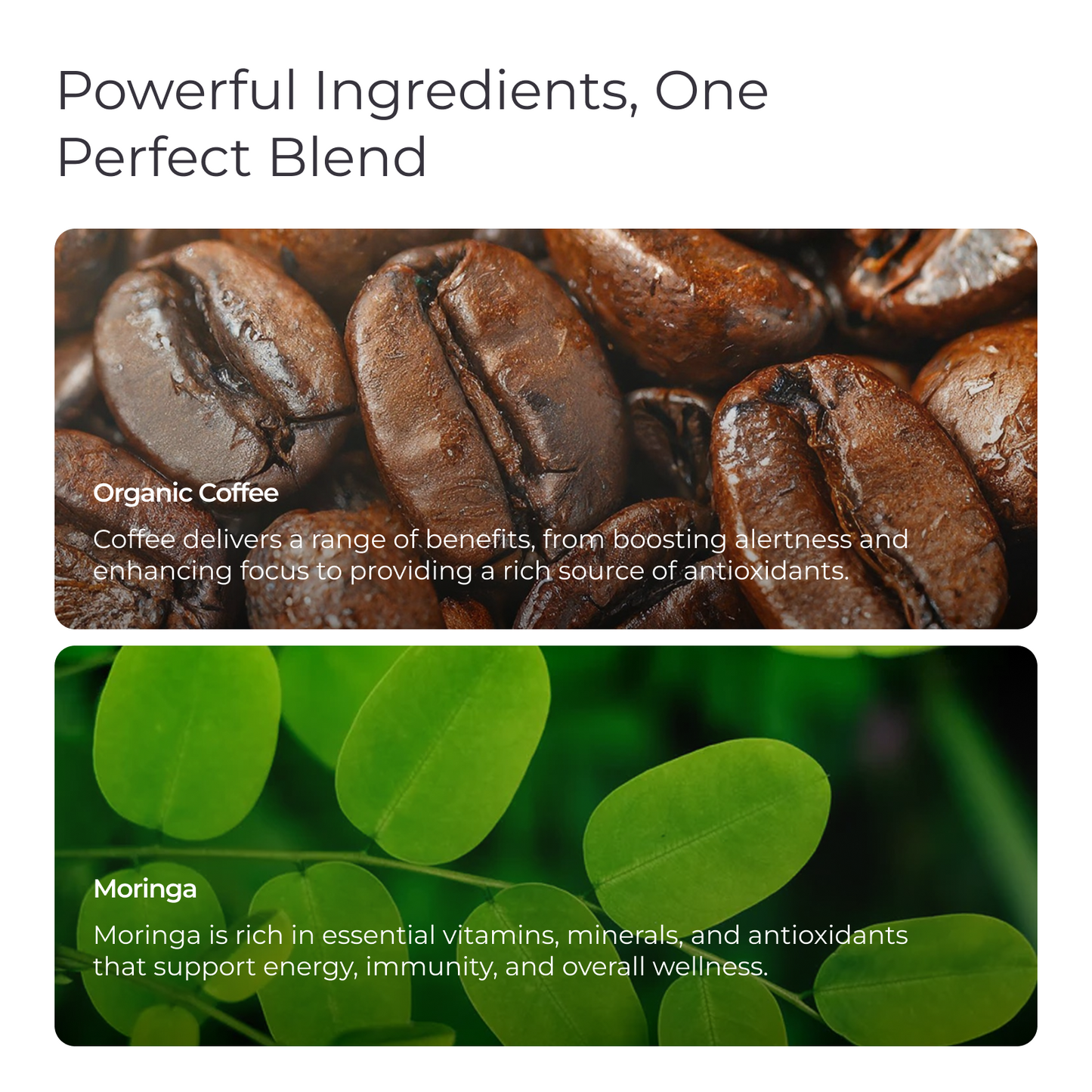 Livingood Daily Coffee + Moringa Whole Bean Medium Roast